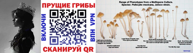 Псилоцибиновые грибы мицелий  Чкаловск 